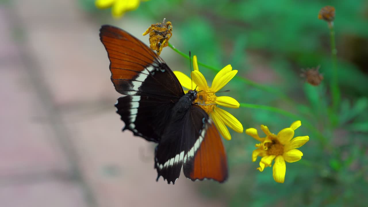 Black and orange Postman butterfly perched on a beautiful yellow flower in Ecuador's butterfly garden, wings slowly flapping and rising