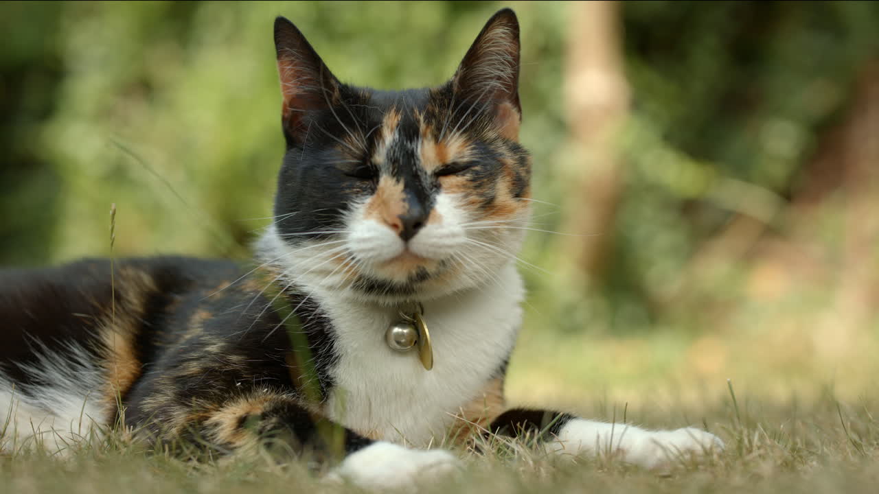 primer plano de la casa gato relajándose en un jardín británico en verano