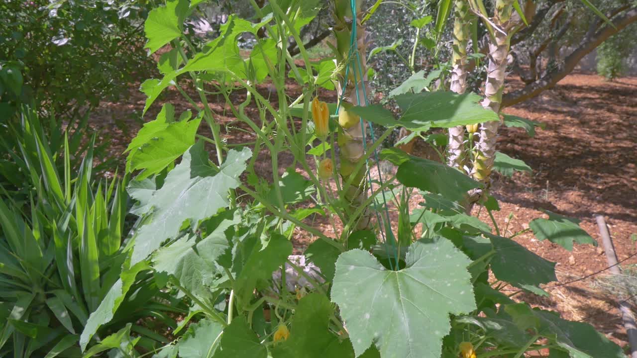 정원에서 자라는 꽃 호박 식물