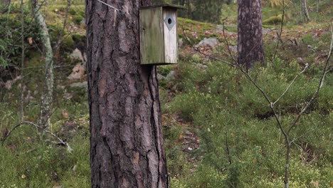 casa de pájaros rústica de madera en un árbol en el bosque, refugio para pájaros