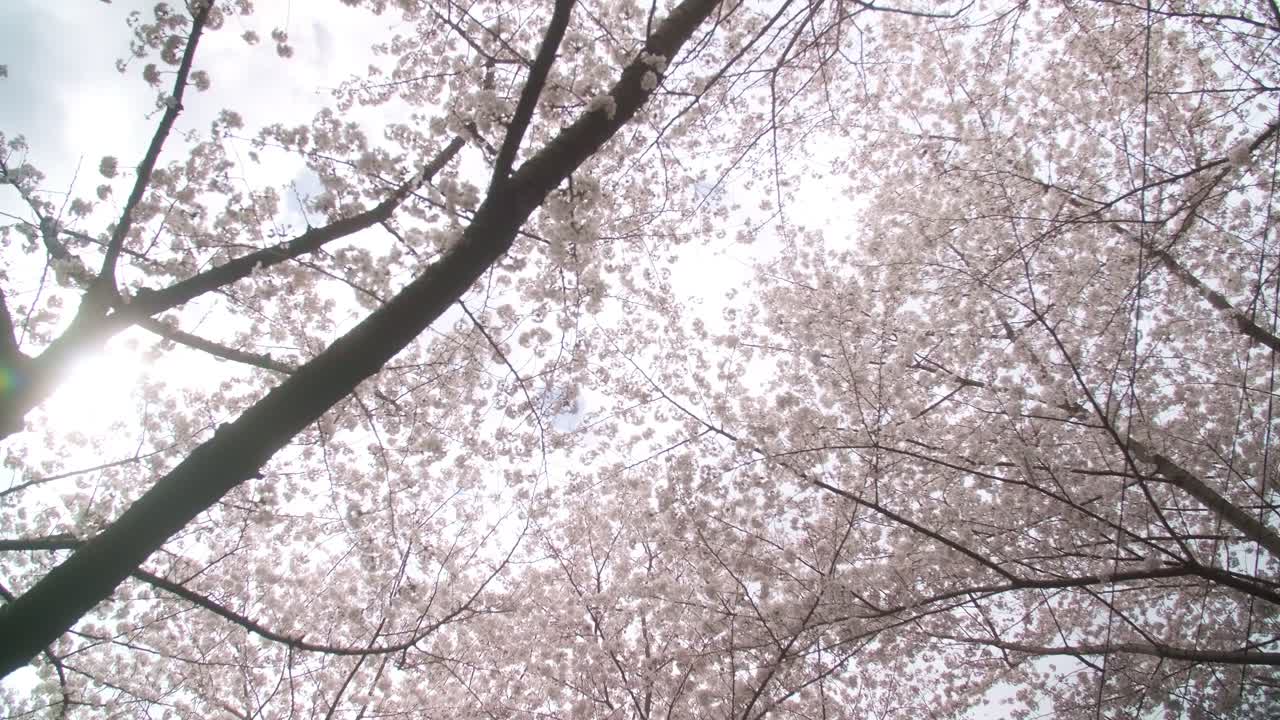 la temporada de sakura en tokio: la naturaleza urbana en primavera descubre los parques y calles de tokio adornados con flores de cerezo, mostrando la armonía entre la vida urbana y la belleza natural