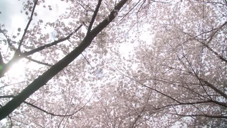 la temporada de sakura en tokio: la naturaleza urbana en primavera descubre los parques y calles de tokio adornados con flores de cerezo, mostrando la armonía entre la vida urbana y la belleza natural