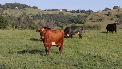 las vacas vagan y pastan en un campo verde vibrante