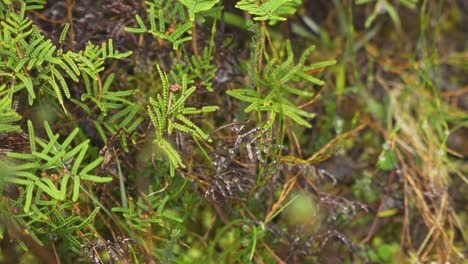 Sanguijuela-Flaca-Moviéndose-En-El-Extremo-De-Una-Hoja-Tratando-De-Adherirse-A-La-Presa