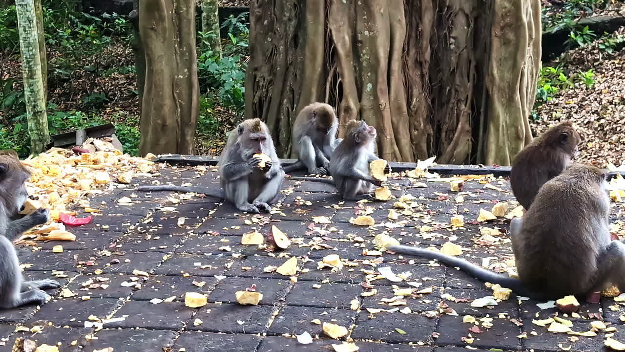 Monkeys eating food items scattered on ground with trees at background in Monkey Forest of Bali, Indonesia