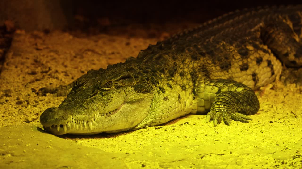 un cocodrilo del nilo yace todavía bajo una iluminación cálida y amarilla en un entorno de zoológico, mostrando su piel texturizada y su comportamiento tranquilo