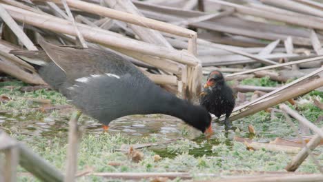 습지 서식지에서 일반적인 moorhen gallinule 조류 먹이 아기 병아리 이끼