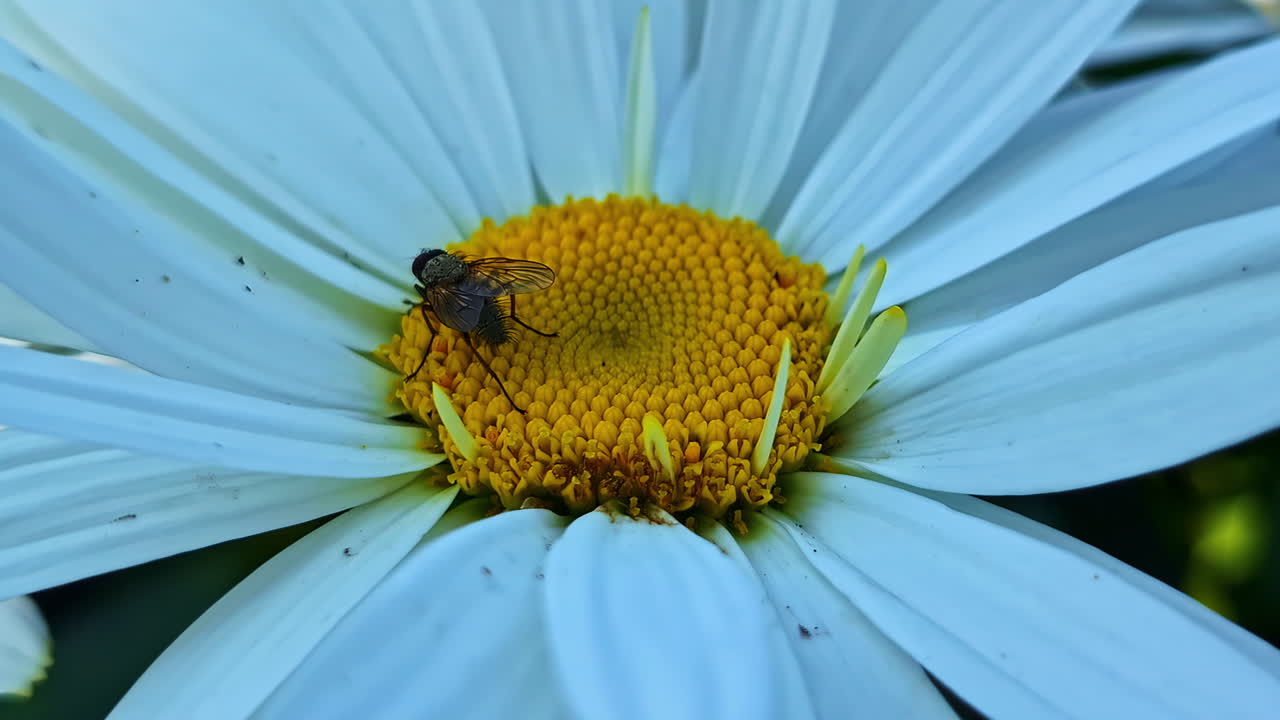 An extreme macro shot captures a small fly feeding on the detailed yellow pistils in the center of a large white daisy or chamomile flower in a summer garden