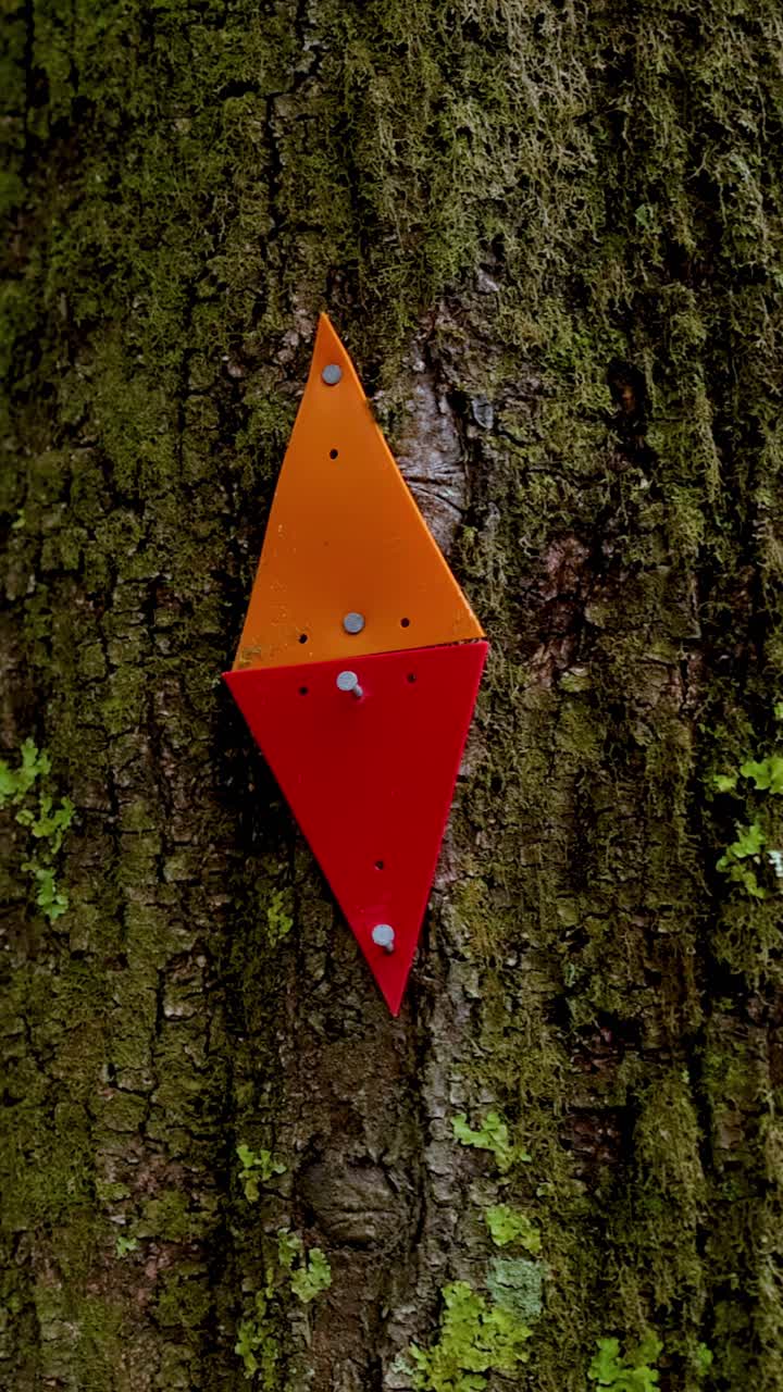 Camera smoothly pans by a diamond-shaped trail marker on mossy tree in sunlit forest