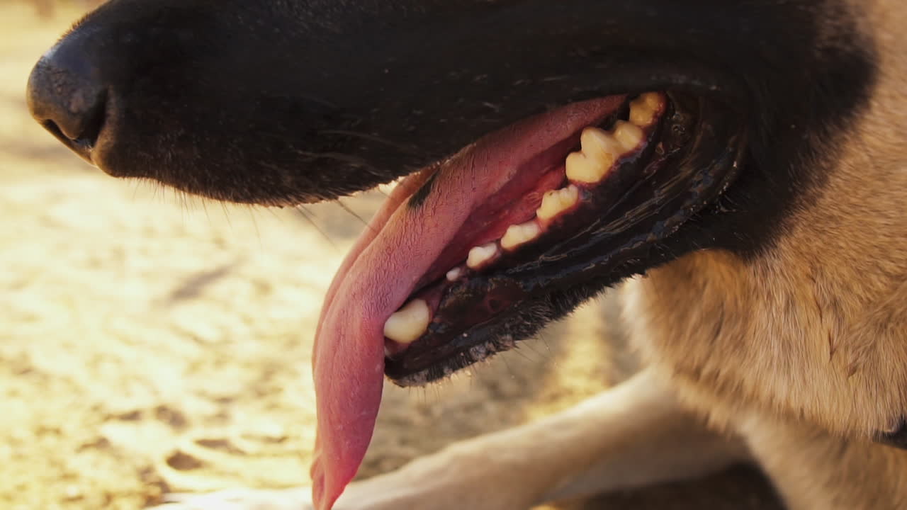Exhausted thristy dog gasping for water in slow motion