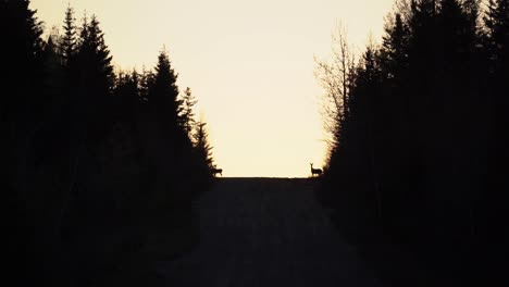 silhouette of a forest with some animals in the distance with an orange sky behind