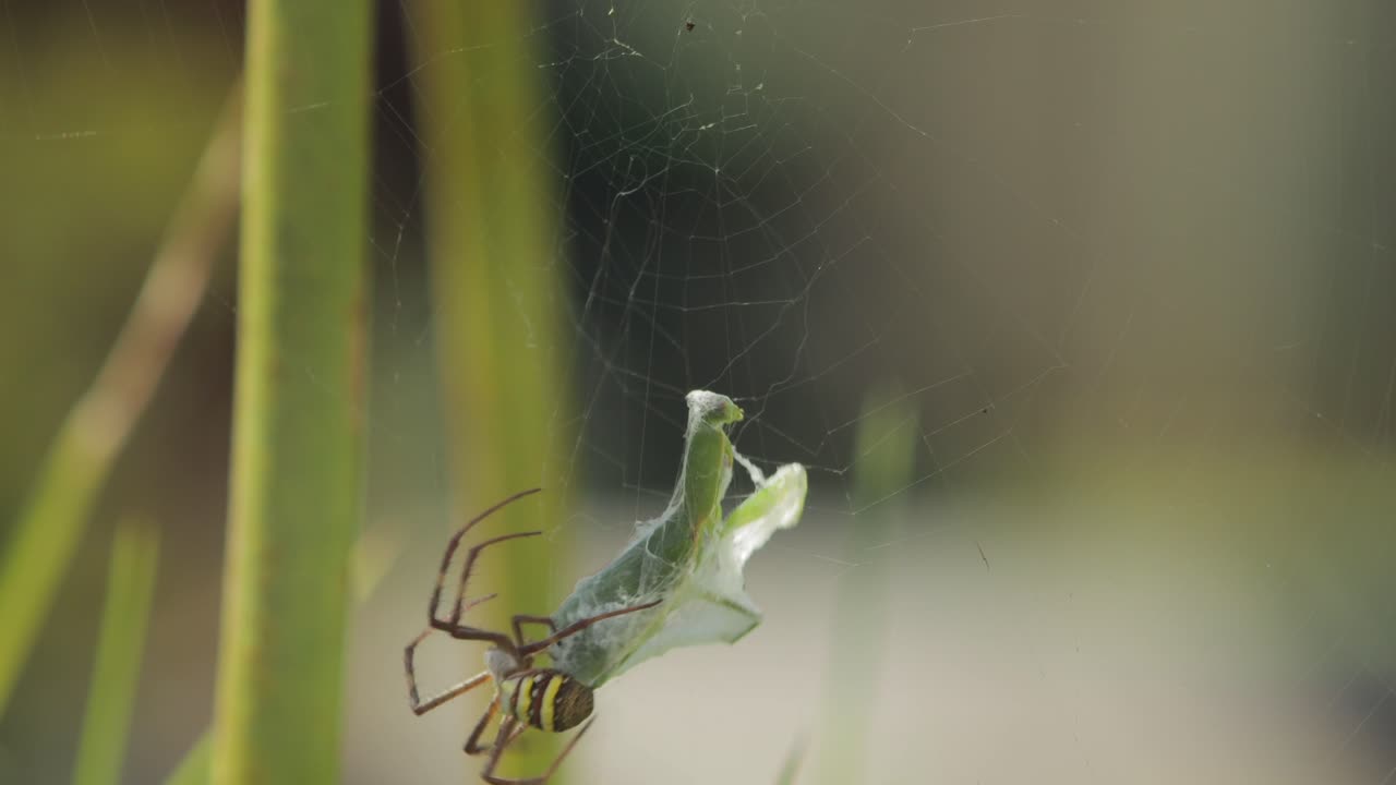 cruz de san andrés araña hembra tela de oración mantis atrapado en la red durante el día australia soleada victoria gippsland maffra