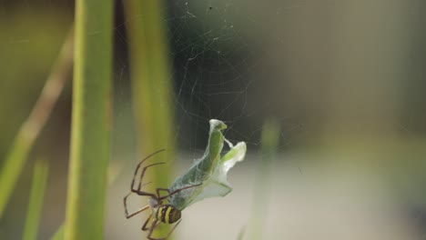 st andrew's cross female spider webbing praying mantis caught in web daytime sunny australia victoria gippsland maffra