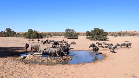 Confusion-of-Wildebeest-congregate-at-man-made-desert-watering-hole