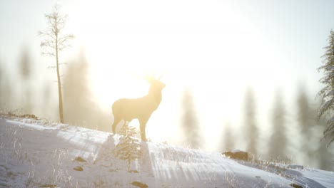 Orgulloso-Macho-De-Ciervo-Noble-En-El-Bosque-De-Nieve-De-Invierno