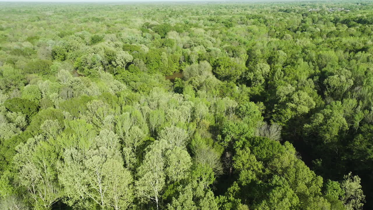 Abundant Nature With Dense Thicket Along Wolf River In Shelby County, Collierville, Tennessee, USA