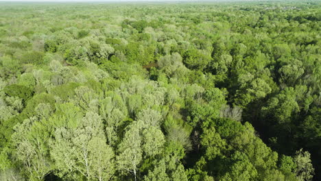 Naturaleza-Abundante-Con-Densos-Matorrales-A-Lo-Largo-Del-Río-Wolf-En-El-Condado-De-Shelby,-Collierville,-Tennessee,-EE.UU.