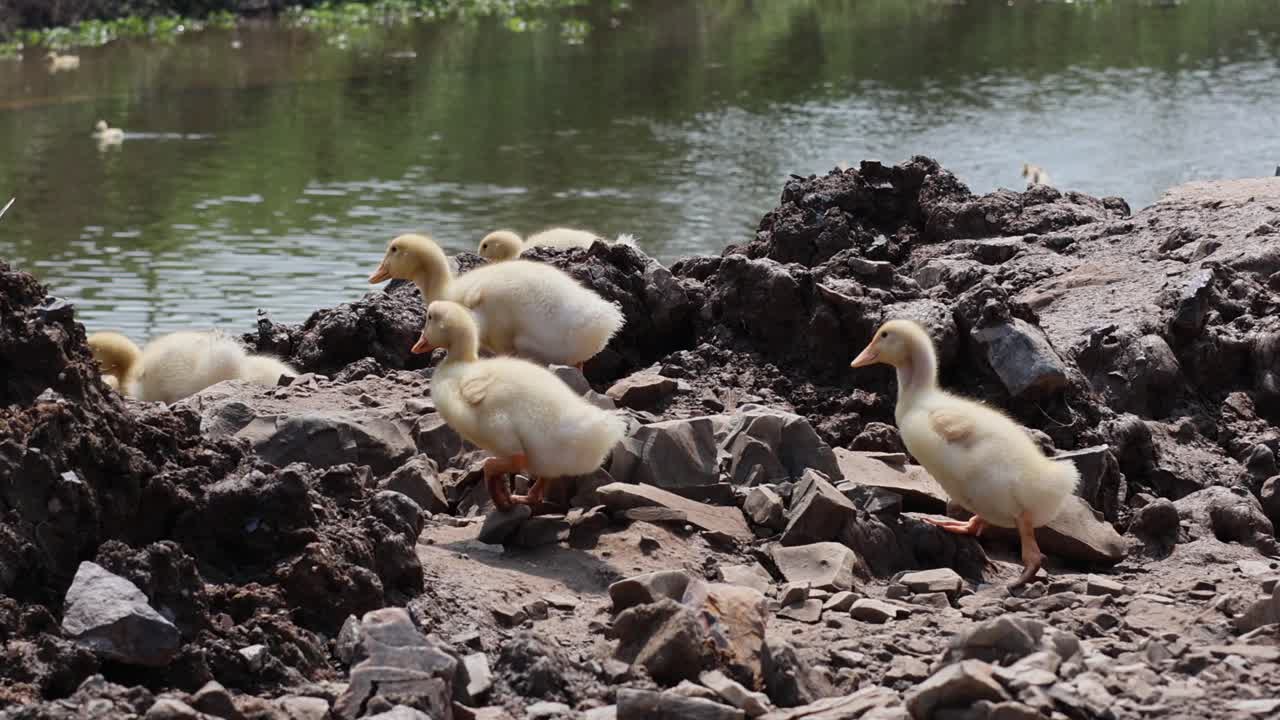 Gruppo di anatroccoli che navigano insieme lungo la sponda fangosa del fiume