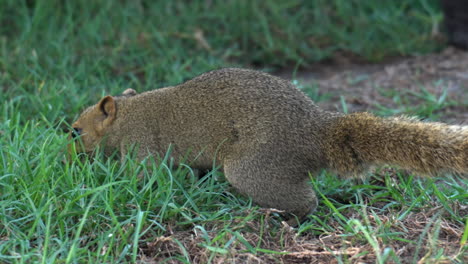 red-bellied tree squirrel foraging food in a grass, sniffs around and finds nut and eats sitting on hind legs - close-up