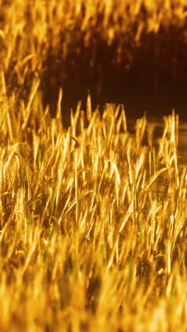 close-up of a field of golden wheat