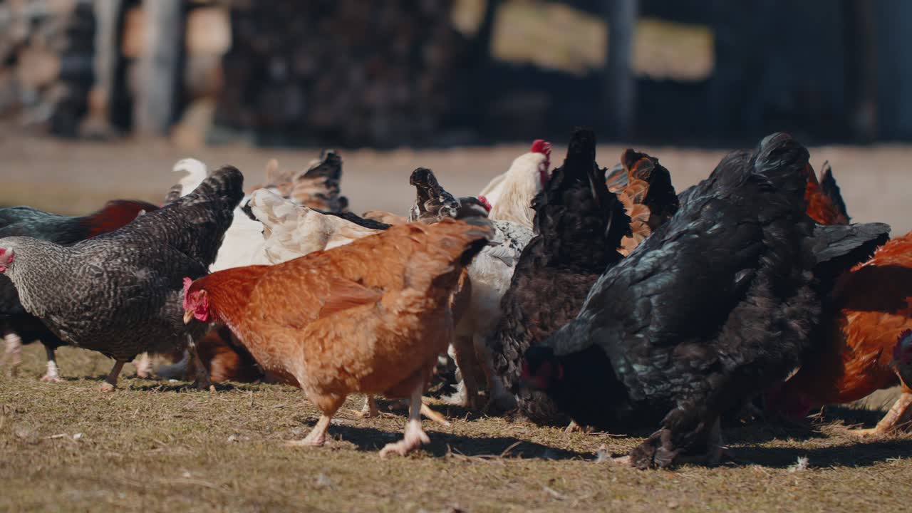 Domestic freerange pasture chickens roosters walking on grass feeding on rural eco home farm coop
