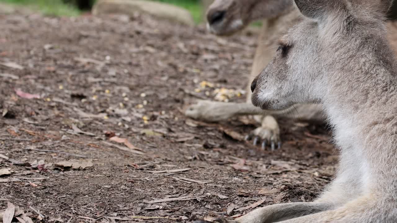 A kangaroo rests peacefully on the ground, surrounded by earthy textures and subtle greenery.