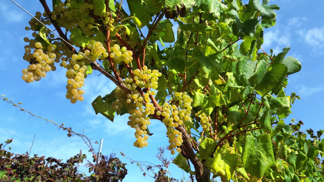 Static view of white grape vines.Portugal