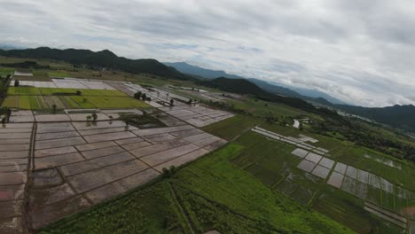 FPV-Drohne-über-In-Wasser-Getauchter-Reisplantage-Im-Norden-Thailands,-Chiang-Rai