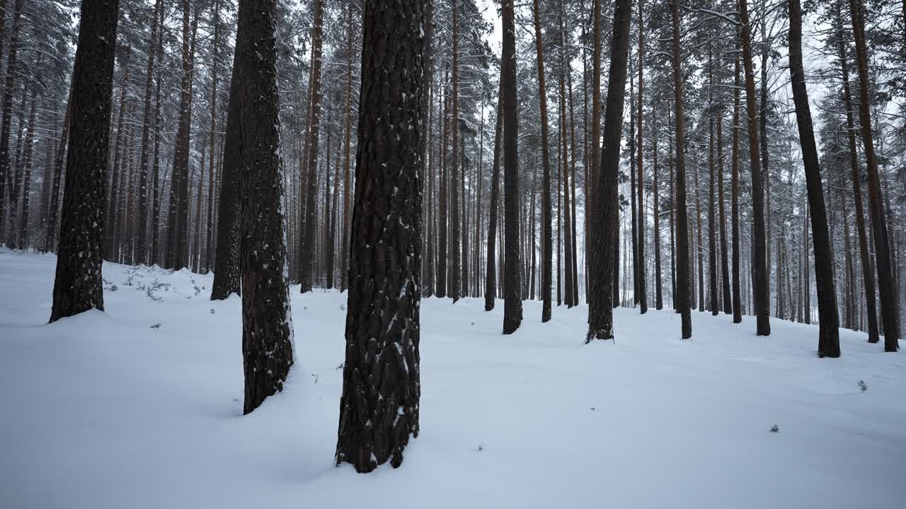 Winter Forest Scene