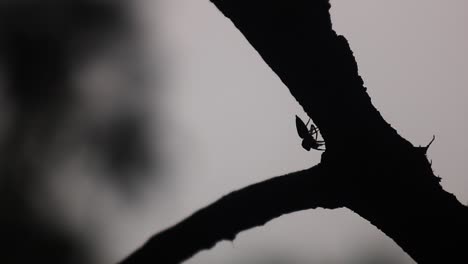 pequeña araña negra da un salto de una hoja a otra