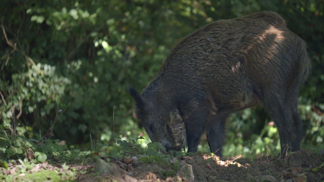 primer plano de seguimiento de pecarí de labios blancos en estado salvaje, en busca de comida