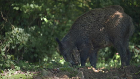 primer plano de seguimiento de pecarí de labios blancos en estado salvaje, en busca de comida