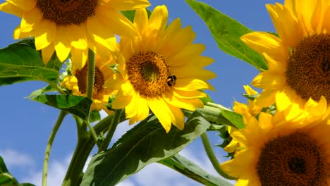 sunflower swaying in the wind