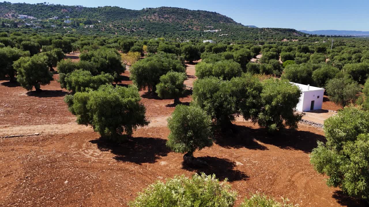 Endless green olive tree plantation in Italy, aerial view