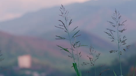 테네시주 그레이트 스모키 산맥의 자연과 파란 흐린 하늘