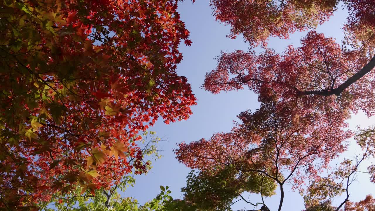 Tall autumn color trees against beautiful blue sky, slow motion view