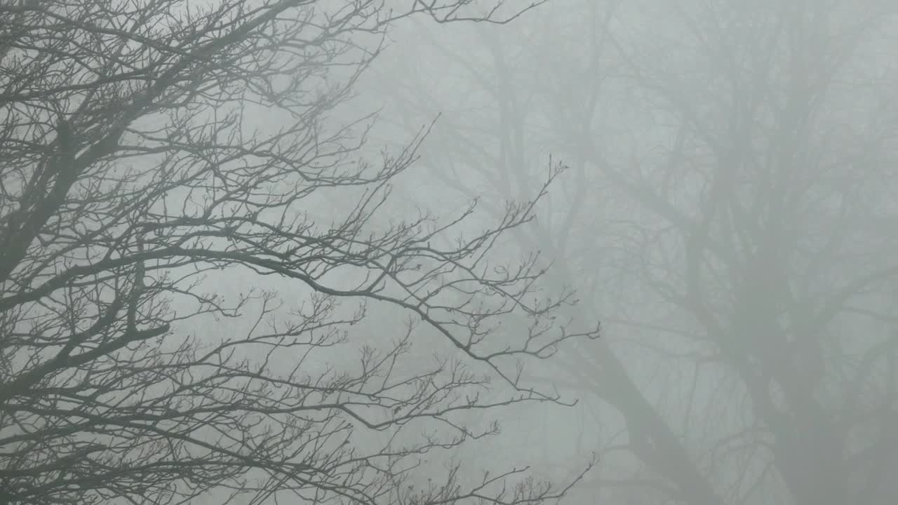 Cold December ghostly haunting leafless tree branches silhouette in dense Winter fog slow push in right