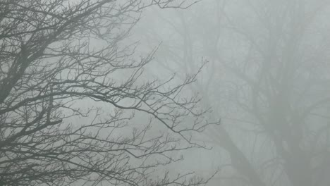 frío diciembre fantasmal inquietante silueta de ramas de árboles sin hojas en una densa niebla invernal empuje lento hacia la derecha