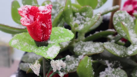 nieve fría cayendo sobre flores artificiales rojas al aire libre en invierno