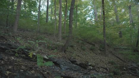 Tree-filled-hill-at-Wissahickon-Creek,-Philadelphia