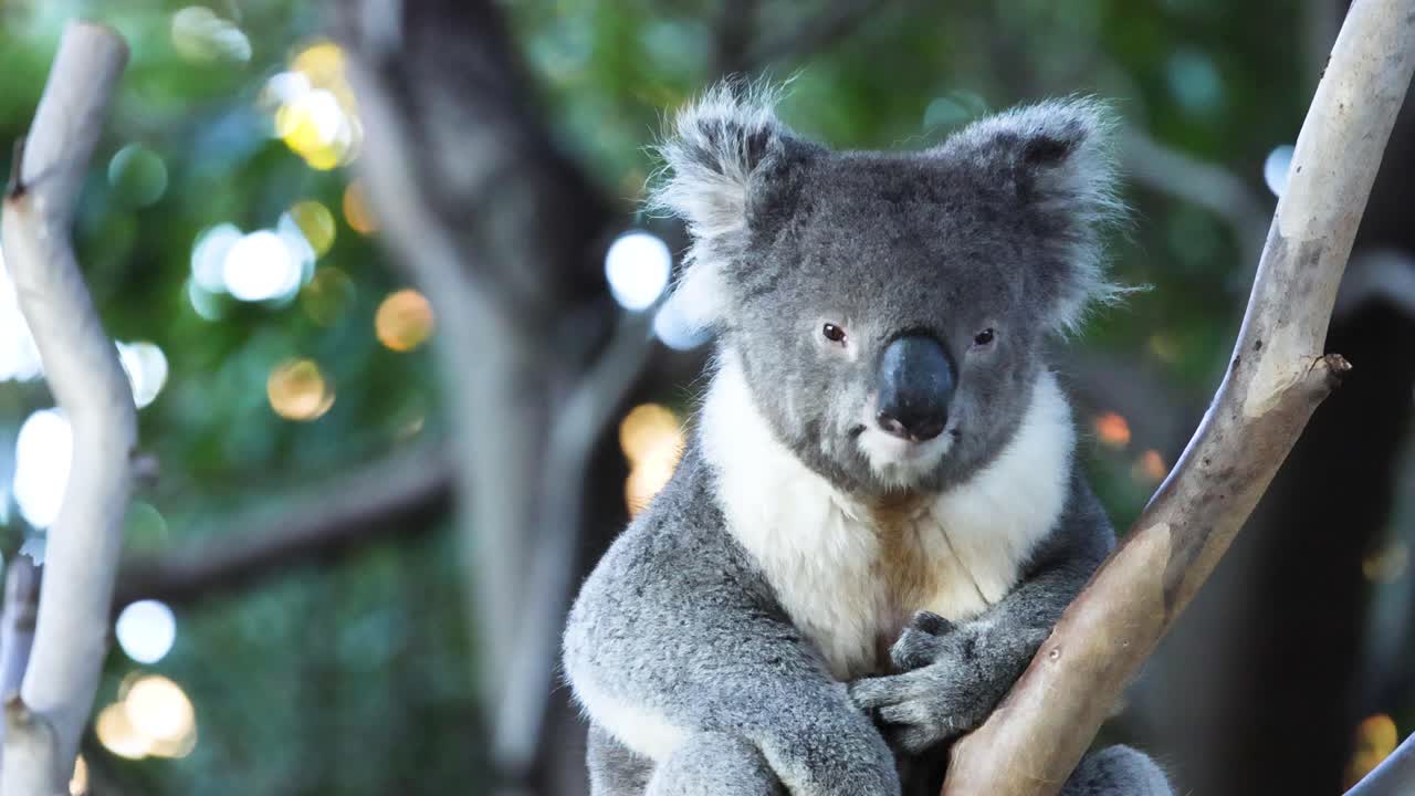 나무 가지 에 고 있는 코알라