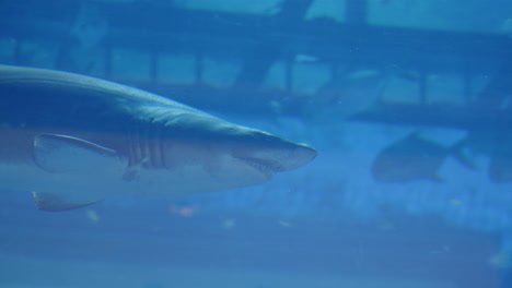 great shark swimming in an aquarium in dubai mall, united arab emirates