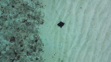 video de una raya en el mar en las seychelles, filmado con un dron desde encima del océano, raya nadando lentamente alrededor