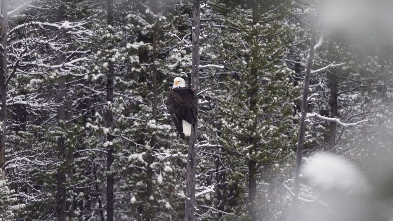 Bald Eagle In Winter Forest Of McIntyre Creek, Whitehorse, Canada - Static Shot