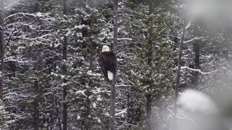 bald eagle in winter forest of mcintyre creek, whitehorse, canada - static shot