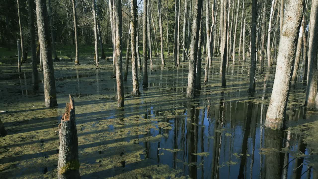 Backward drone flying over a swamp through trees above water