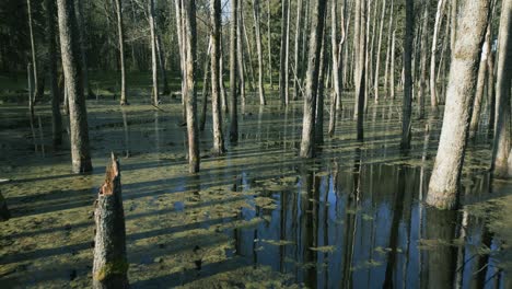 Backward-drone-flying-over-a-swamp-through-trees-above-water