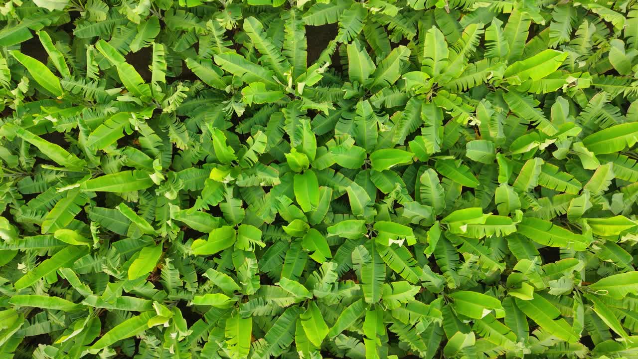 Vista aérea de uma exuberante plantação de bananas com folhas saudáveis que formam padrões naturais. Cena de agricultura tropical que destaca a agricultura sustentável, o crescimento fresco, a paisagem rural e a folhagem vibrante.