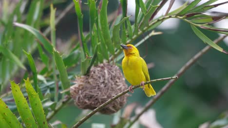 eastern goleastern golden weaver perches on a branch near its nesting colony on zanzibar island.den weaver