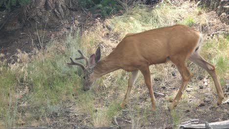 a young buck stops to eat some grass